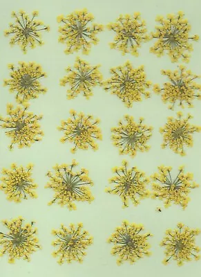 Real Pressed Flowers 24 Yellow Lace Flowers Ideal For Card Making  Floral Craft • £4.25