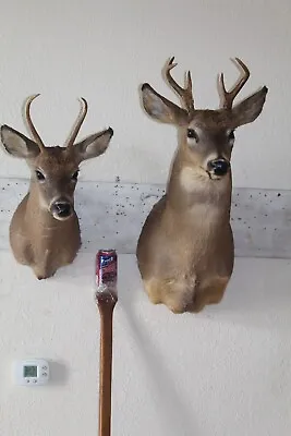 Pair Whitetail Deer Heads Shoulder Mounts Taxidermy Shed Antler Hunt Mule Cape • $265