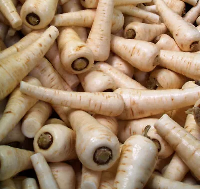 Parsnip Plug Plants  Grow Your Own  Vegetables **LETTERBOX FRIENDLY** • £44.99