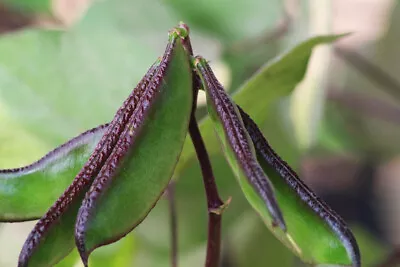 Hyacinth Bean Vine Seeds Green Leaves Purple Flower India Bangladesh 15 Seeds • $5