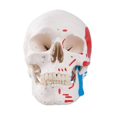 Colored Human Skull Head Anatomy Model Medical Teaching Laboratory Tools Parts • $80.79