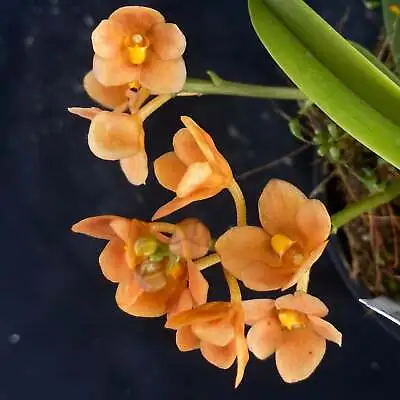$55 • Buy Select Barrita Orchids Sarcochilus INDP/176