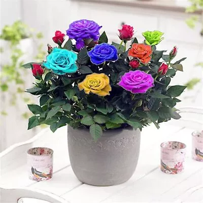 20 ROSE FLOWER SEEDS Rare Exotic Plant Garden For Bud Stratification/germination • $6.99