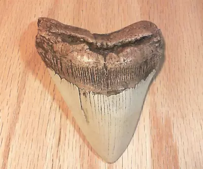 Megalodon Shark Tooth Fossil Replica  5  Cl324-18 • $13