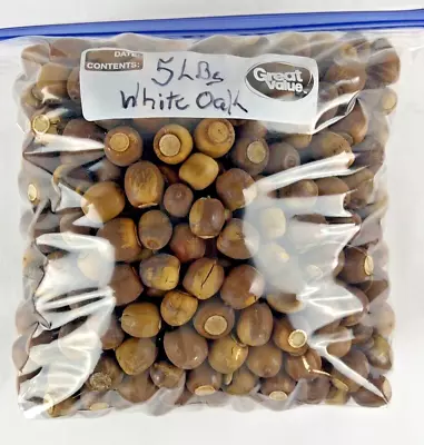 Fresh Fall 2023 West Virginia White Oak Acorn 5 Lbs Picked Daily Clean & Dry • $24.99