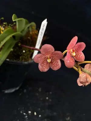 $75 • Buy Select Barrita Orchids Sarcochilus INDP/145