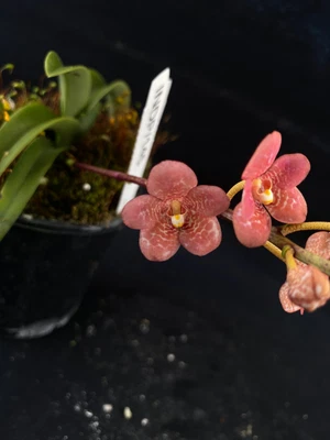 $75 • Buy Select Barrita Orchids Sarcochilus INDP/145