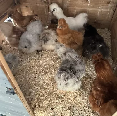 6X Mixed Colour Silkie Chicken Fertile Hatching Eggs *MONEY BACK GUARANTEE* • £15.99