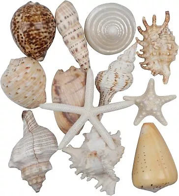 12 PCS Large Seashells Mixed Beach Sea Shells And Ocean StarfishNatural Colorf • £18.96