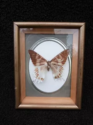 Vintage Framed Butterfly Moth Display Wall Mounted Wood Glass(b) • $18.65