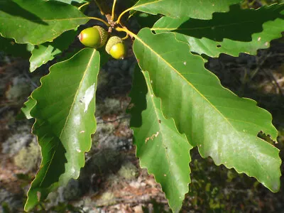 Chesnut Oak (Quercus Montana) Plug-Grown Seedlings 5-Pack • $15