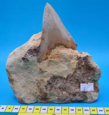 Stunning 4.4  MEGALODON SHARK Tooth In Original Matrix! Serrated! Free Standing • £175