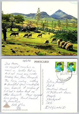 C22381 Aloes Sheep Family Home   Lesotho  Postcard 1996 Uganda Bird Stamp • £3.99
