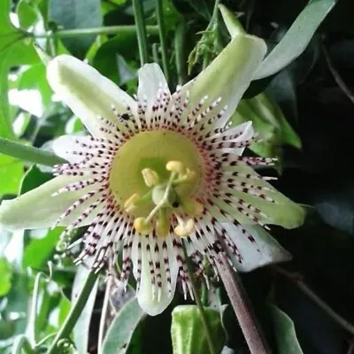 £6 • Buy Passiflora Adenopoda  Passion Flower  - New Variety To The UK
