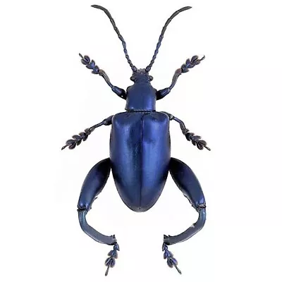 Sagra Longicollis Blue ONE REAL FROG BEETLE MOUNTED PINNED • $12