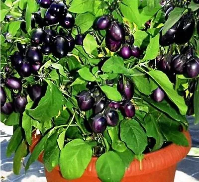 Russian Aubergine Seeds - Small Bushes 50 Cm Mass Of Fruits For Patio Pots   • £2.99