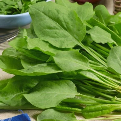 £1.19 • Buy Herb - Sorrel Large French (Rumex Acetosa) - 2000 Seeds