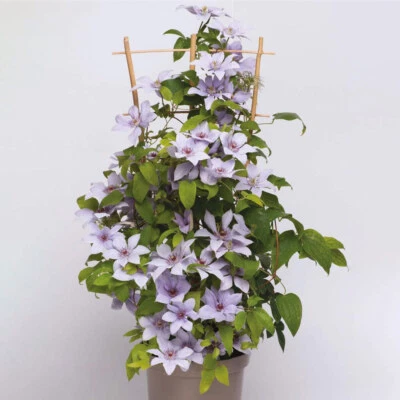 £24.95 • Buy Clematis 'Boulevard Bernadine'. 9cm Plant X 2. Pink Flowers. Climbing Perennial.