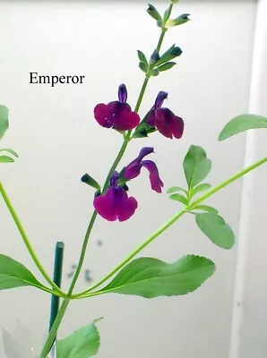 3 Salvia  'Emperor'  Shrubby Perennial As Plugs £7.50  P & P Incl. • £7.50
