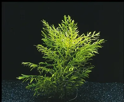 £3.78 • Buy Bunched Leaded Hygrophila Difformis Water Wisteria Aquarium Plants Aquatic Live