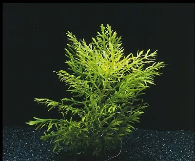 £3.78 • Buy Bunched Leaded Hygrophila Difformis Water Wisteria Aquarium Plants Aquatic Live
