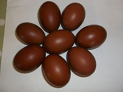 £16 • Buy Blue French Maran Large Fowl Hatching Eggs X6