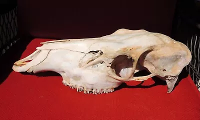 Elk Skull 19  • $68