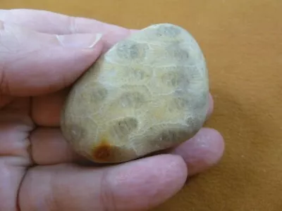 (F831-355) 2  Unpolished Petoskey Stone ANCIENT Coral Specimen MI State Rock • $20.99