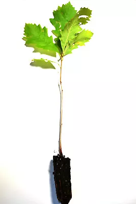 TreesAgain Assorted Oak Tree - 5 To 9+ Inches • $19.99