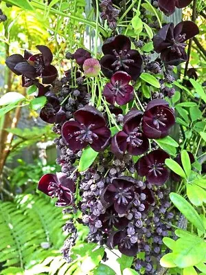 Akebia Longeracemosa (Chocolate Vine) X 1 Plant. • $7