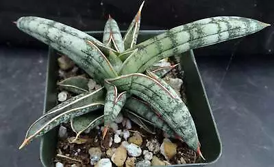 Sansevieria Franciscii (Dracaena) • $11.99