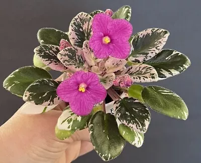 African Violet Plant-  Rob's Macho Devil  (semiminiature) • $12.95