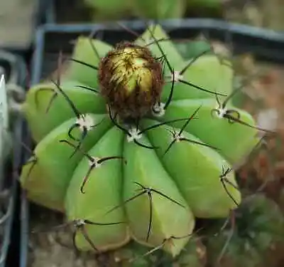 FRESH CACTUS SEED X20 Notocactus Acutus Seeds • £2.75