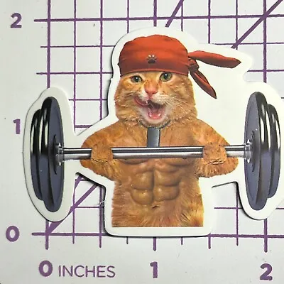 Pirate Weight Lifter Kitten - Vinyl Sticker Decal Sticker Bomb Humor Funny • $4.99