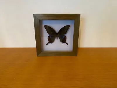 Real Butterfly Mounted And Framed In Solid Wood Frame • $19