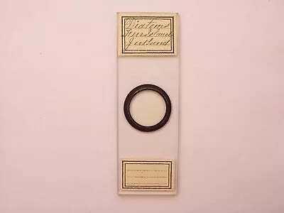 Antique Microscope Slide. Diatoms From Jutland. • $16.15