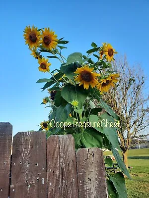 50 Giant Russian Mammoth Multi-Flower Head Sunflower Seeds Organically Grown • $6.99