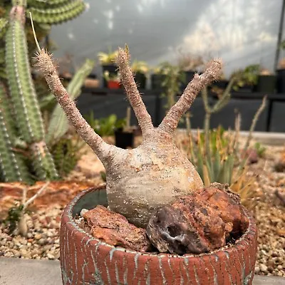 🌵 Elegant Pachypodium Gracilis - A Graceful Desert Beauty 🌵 • $550