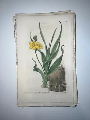 £17.70 • Buy 19th Century Edwards Botanical Register Hand Colored Engraving Flowers #159