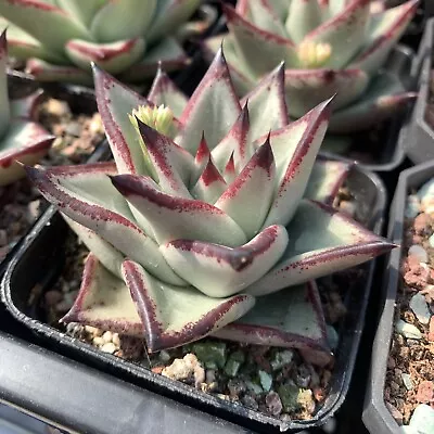 Echeveria Agavoides Ebony 乌木 - Succulents Delight Plant • $19.99