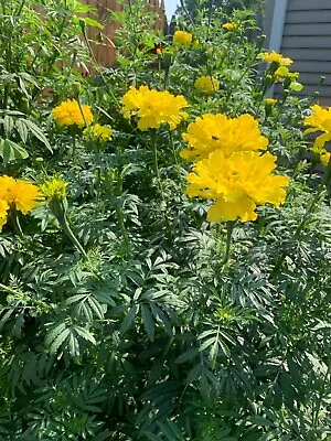 Marigold AFRICAN TALL YELLOW Double Beneficial Companion Plant Non-GMO 100 Seeds • $3.98