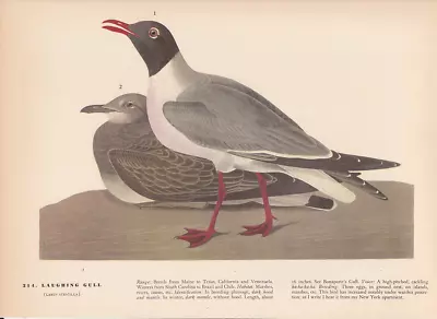 Audubon 1942 Vintage Birds #314  Laughing Gull  Full Color Art Plate Lithograph • $5