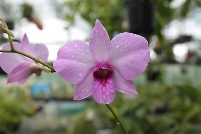 Orchid Plant -  Den. Bigibbum Var Superbum  - Australian Species - REAL STUNNER! • $29.99