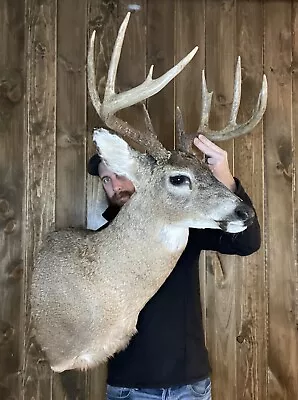 Beautiful Vintage 10pt Whitetail Shoulder Mount Antler Horn Deer Taxidermy Rack • $279.99