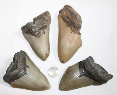 MEGALODON Shark Tooth Fossil No Repair Natural LOT OF 4 BEAUTIFUL TEETH • $56.99
