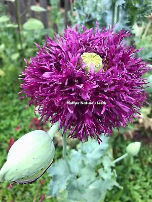 Poppy DOUBLE BLOOMS Mix Peony Flowers 5  Blooms Huge Pods! Non-GMO 2000 Seeds! • $3.98