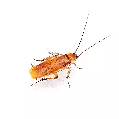 (3/4 ) Red Runner Roaches / Turkestan Blatta Lateralis / Live Feeder Insects • $24.95