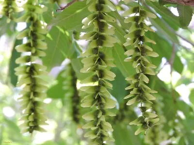 Pterocarya Stenoptera Shade Tree 15 Seeds Ornamental Chinese Wingnut • £3.04