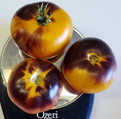 50 Seeds Lucid Gem Tomato Heirloom Tomatoes Juicy Vegetable Garden • $3.66
