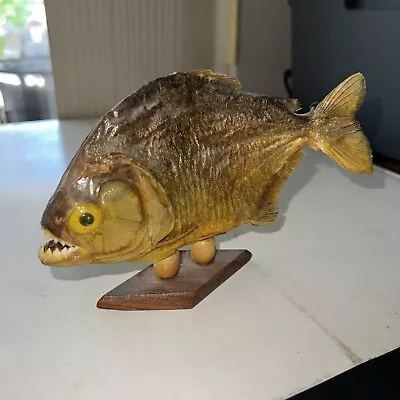 Vintage South American Mounted Piranha Fish On Wooden Base Taxidermy Real 7  • $32.50